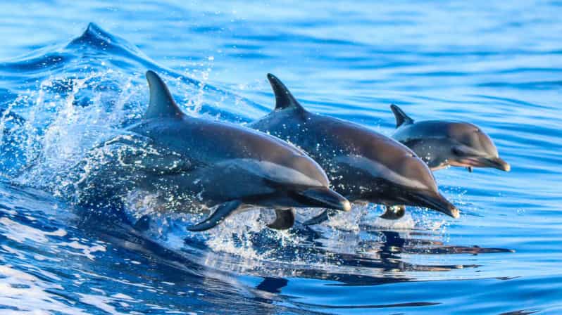 Side: Dolphin Island Boat Trip with Lunch & Unlimited Drinks - The first views: river, ruins, and Side’s coast