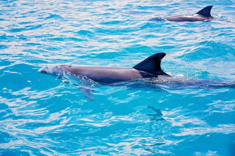 Side: Pirate Boat Trip with Lunch & Swimming Stops - Who will enjoy this cruise most?