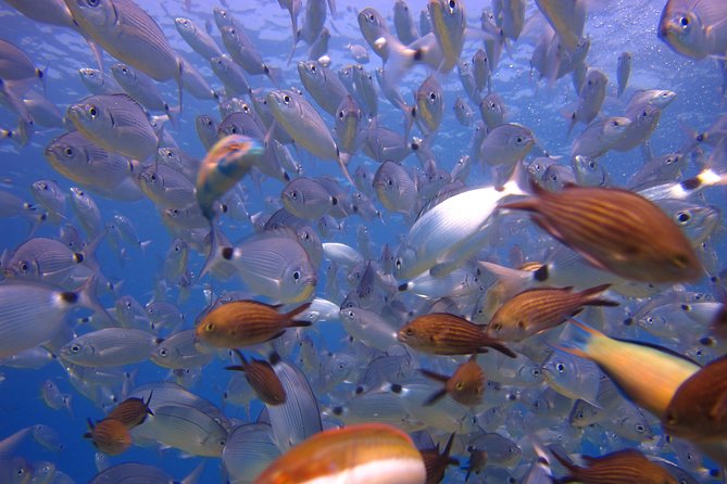 Side: Scuba Diving Under Water Museum - Second session: more time around the artificial reef