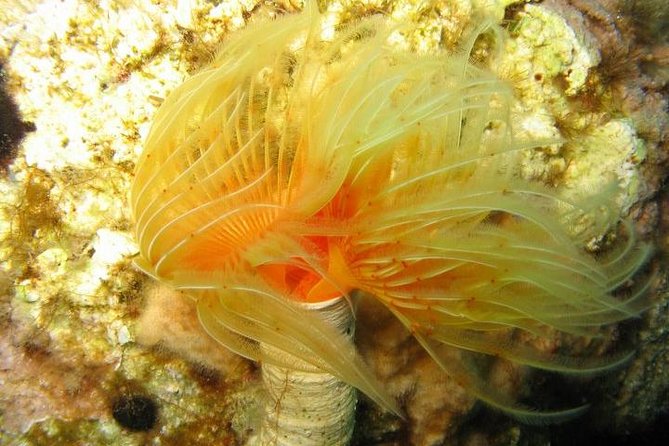 Side: Scuba Diving Under Water Museum - Who should book this Side scuba tour?