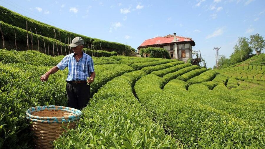 Trabzon: Uzungöl Group Tour, Explore The Nature & Taste Tea - Tea at İkiçay factory